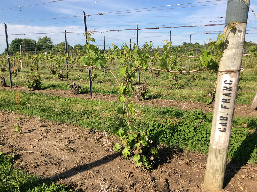 Fruitful shoots emerging from V. vinifera 'Cabernet franc'